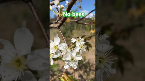 Not a single honey bee(at least we have natives bees)