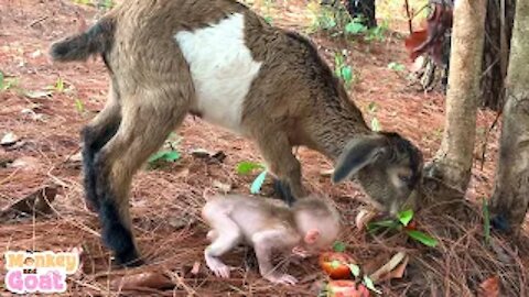 Baby monkey want goat takes him to find fruit
