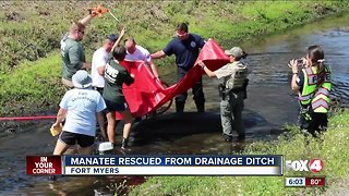 Community comes together to save a stranded manatee