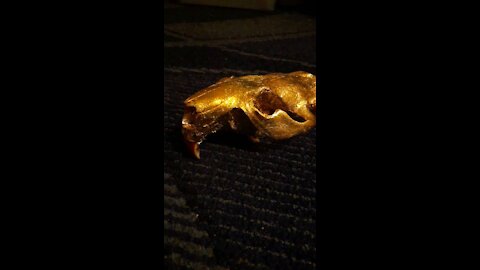 Golden Beaver (Skull)