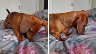 Dachshund Puppy's Bedtime Routine Is Simply Hilarious