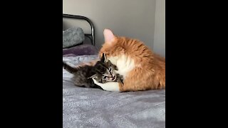 These kitten best friends will melt your heart