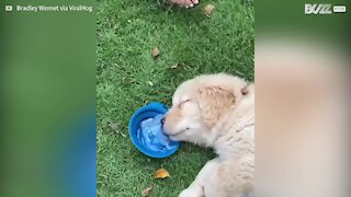 Puppy Sleeps And Drinks Water At The Same Time