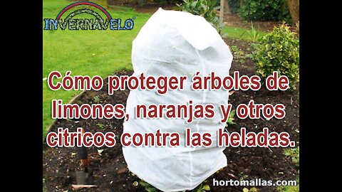 Cómo proteger árboles de limones, naranjas y otros citricos contra las heladas.