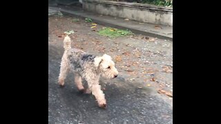 Mini Welsh Terrier Jogs with Doberman