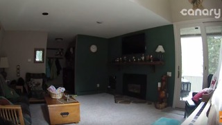 Family Looks at Security Camera Footage and Sees Something Very Unusual