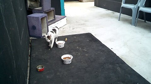 After all the cats have left, Adang, the cat, appears alone.