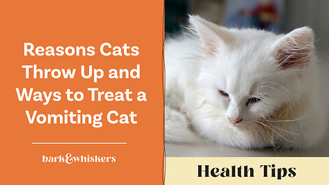 Reasons Cats Throw Up and Ways to Treat a Vomiting Cat