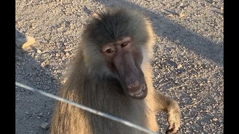 a monkey eating something in the biopark