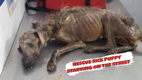 Rescue Sick Puppy Starving On The Street & AMAZING Transformation