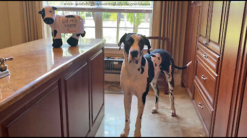 Great Dane Checks Out Mini Me Chick-Fil-A Harlequin Chicken Cow