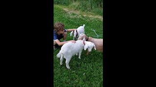 Surprise Goats For My Wife