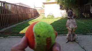 This dog will do anything to get his ball