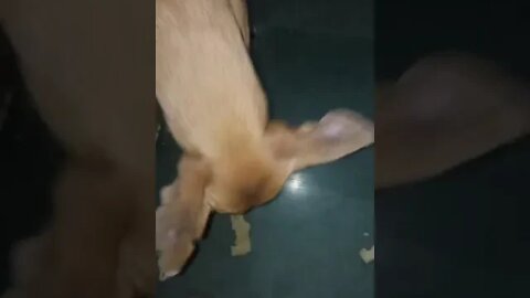 my first vlog ❤ 🐕 अब इनको खेलना है। 🤣 #shorts