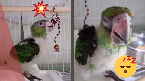 55 Days Old cute Parrot Baby gets Tiered from Playing