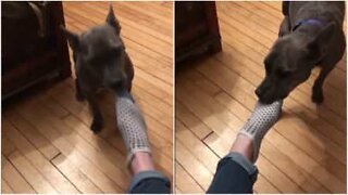 Hund tager ejers sokker af efter en lang dag på arbejdet