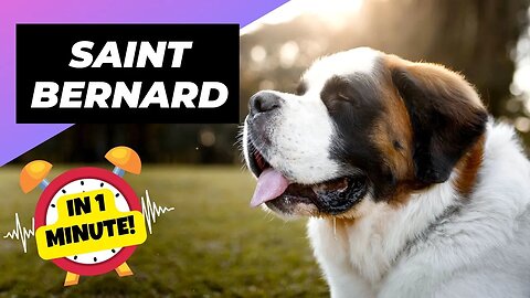 Saint Bernard - In 1 Minute! 🐶 One Of The Laziest Dog Breeds In The World | 1 Minute Animals