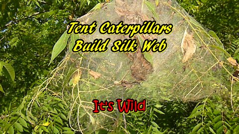 Tent Caterpillars Build Silk Web