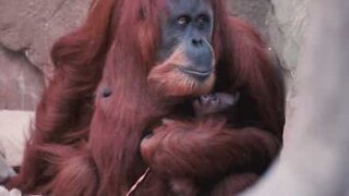 This orangutan is a very proud mom