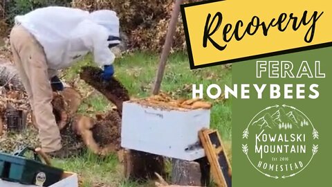 Recovery: Feral Honey Bee Colony | Honey Bee Rescue
