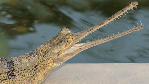 How The Gharial Will Soon Be Gone!