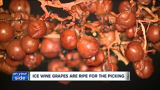 Some embrace the cold weather, it's harvest time for Ferrante Winery in Geneva, Ohio