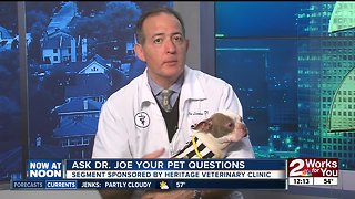 Ask Dr. Joe pet questions