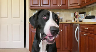 Great Dane Loves To Chomp Down On Ice Cubes