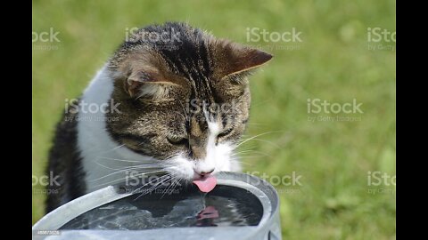 Can Cats Drink Ice Water? Is It Safe To Put Ice In Cats Water?