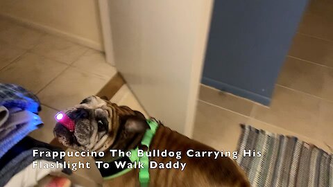 Bulldog carries flashlight in mouth for night walks