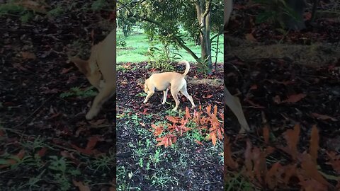 Mini Pincher - Chihuahua LOVES exploring | K9 D.I.Y in 4D