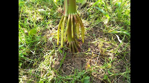 Corn Stalk Growing Fingers!