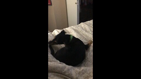 Cute Puppy Chasing Her Tail