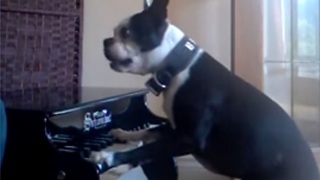 Boston Terrier dog plays the piano