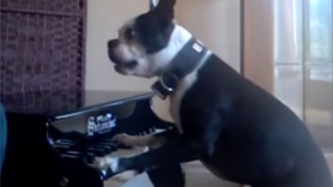 Boston Terrier dog plays the piano