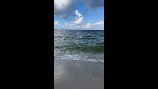 Livestream Replay - Manatee Mating Season (Full Version)