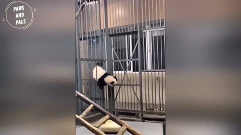 Funny baby pandas | Baby panda falling