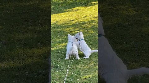 Attacking like a Snake #westie #dogs #funny #shortvideo