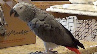 Talented parrot talks exactly like Matthew McConaughey