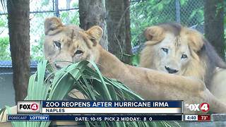 Naples Zoo reopens after Irma