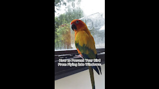 How to prevent your bird from flying into windows