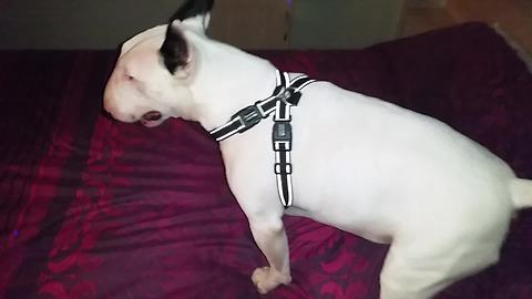 Has this English Bull Terrier lost his mind?