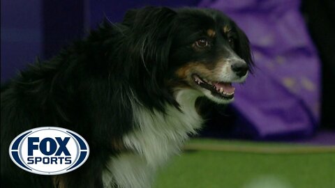 Check out the best of the 2019 WKC Masters Agility Championship