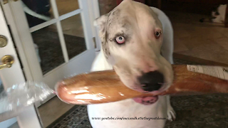 Excited Talking Great Dane Greets Dad and Brings in the French Bread
