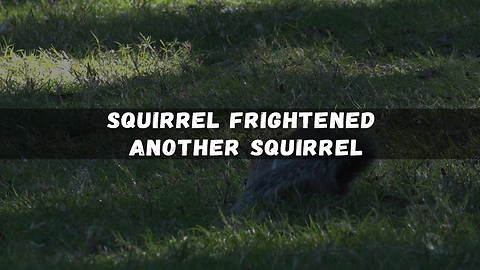 Squirrel Frightened Another Squirrel