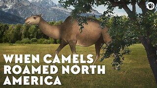 When Camels Roamed North America