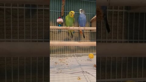 Budgie's Stayin' Alive Too Cute! 💖 #budgies #shorts #youtubeshorts #animallover #parakeets #funny