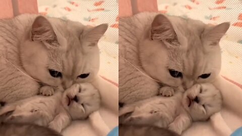 Mother cat caught on camera hugging and kissing her kitten