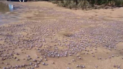 Migliaia di granchi invadono una spiaggia in Australia