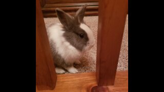 Cat and bunny friends